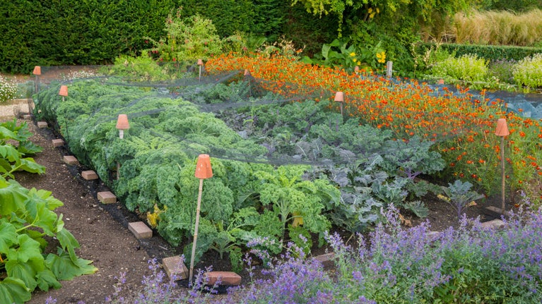A kitchen garden with rows of green cabbages and orange marigolds